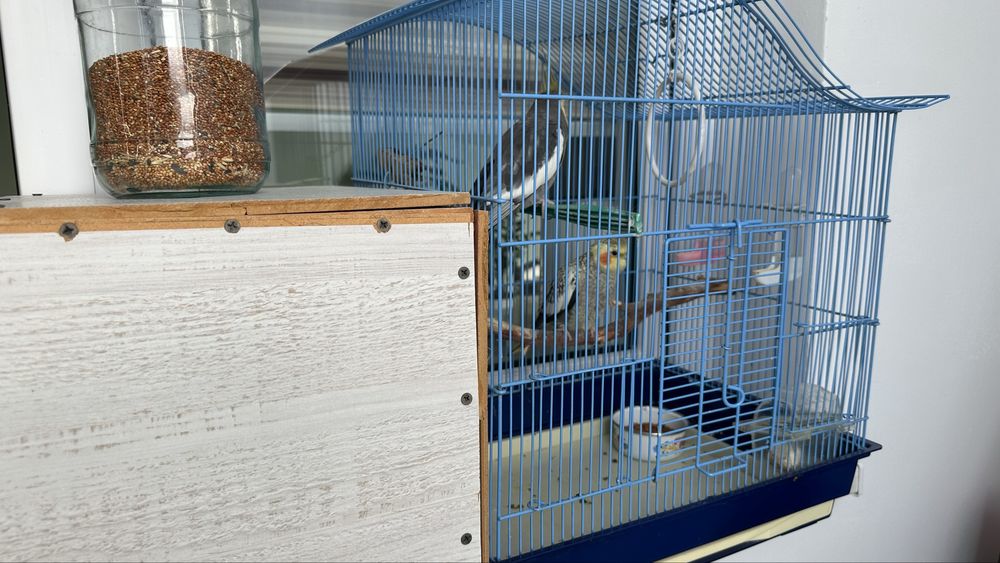 Продам попугай породы Корелла