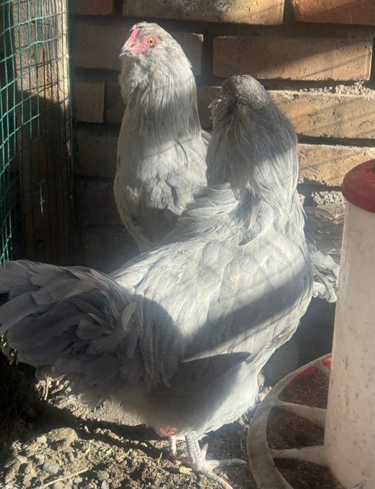 Амераукана  Лаванда!