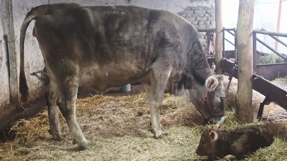 Биринчи коринга Тозза тукан эна бола щвиц парода гунажин