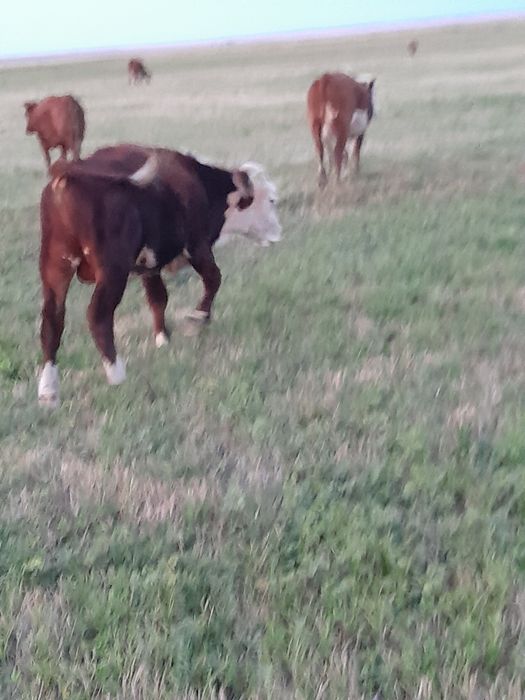 Ақбас бычок 2 бас