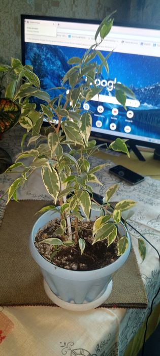 фикус Бенджамина