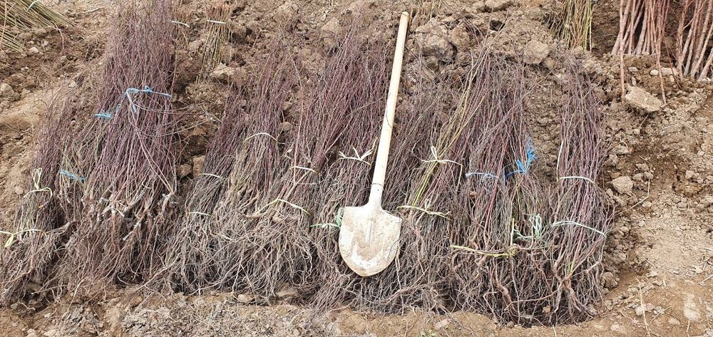 Naʼmatak kuchatlari. Ishonchli .uzunchoq navidan