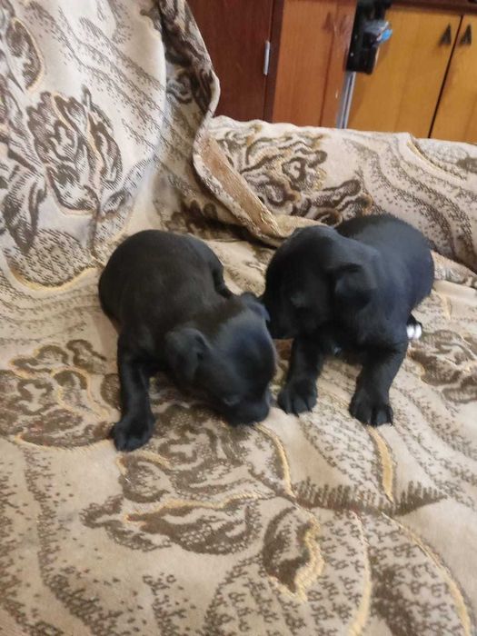 Карликовый пинчер (девочки - метисы)