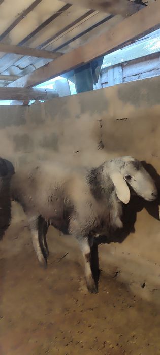 Семіз қошқар сатылады 120 мың тг