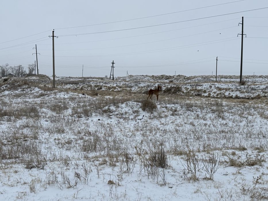 Продам тазы 9 месецев