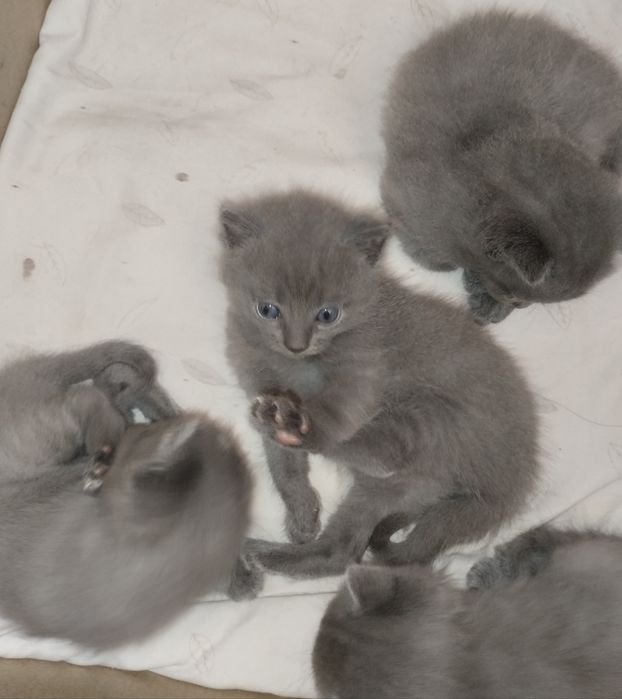 Котята милые пушистые