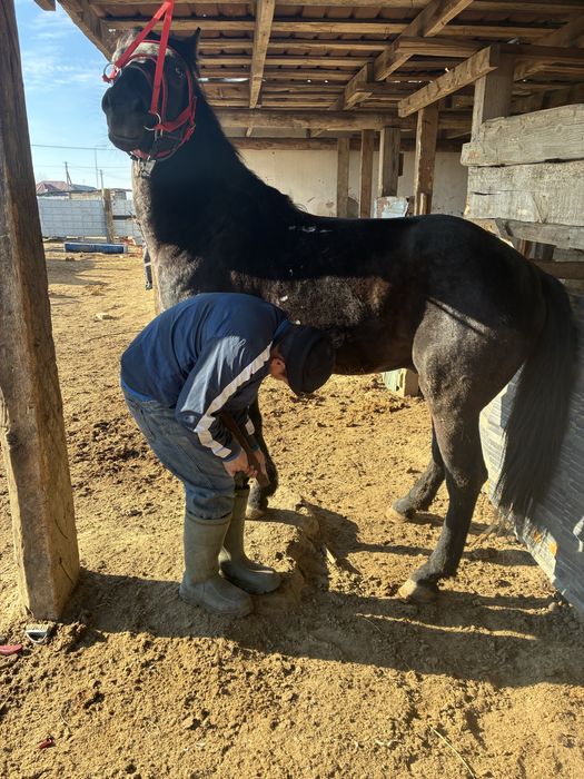 6 жасар айғыр сатылады, Продается жеребец