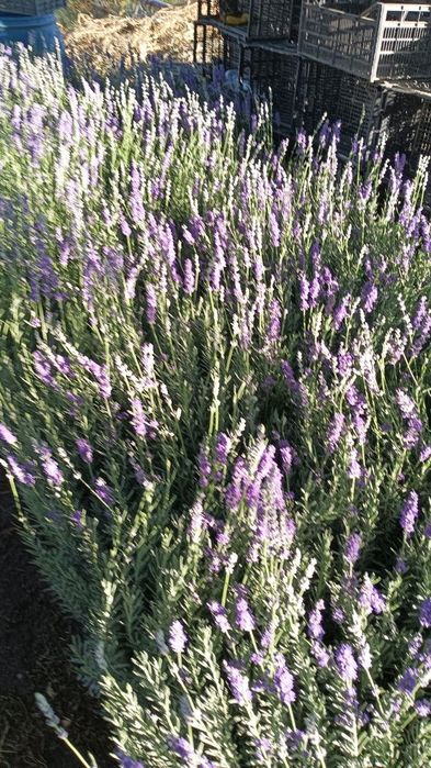 Lavanda gullari sotuvda da