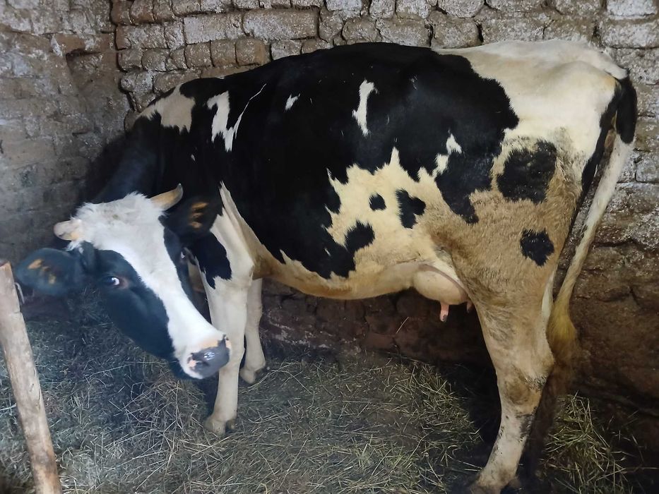 Продавам крава  първо теле