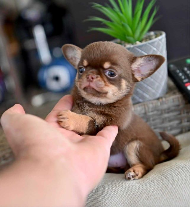 Женско мини чихуахуа шоколадов тен