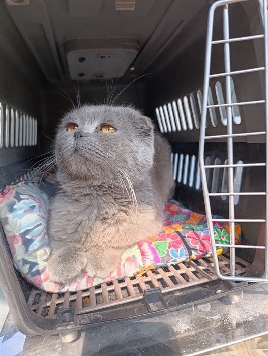Scottish fold toza parodiyasi