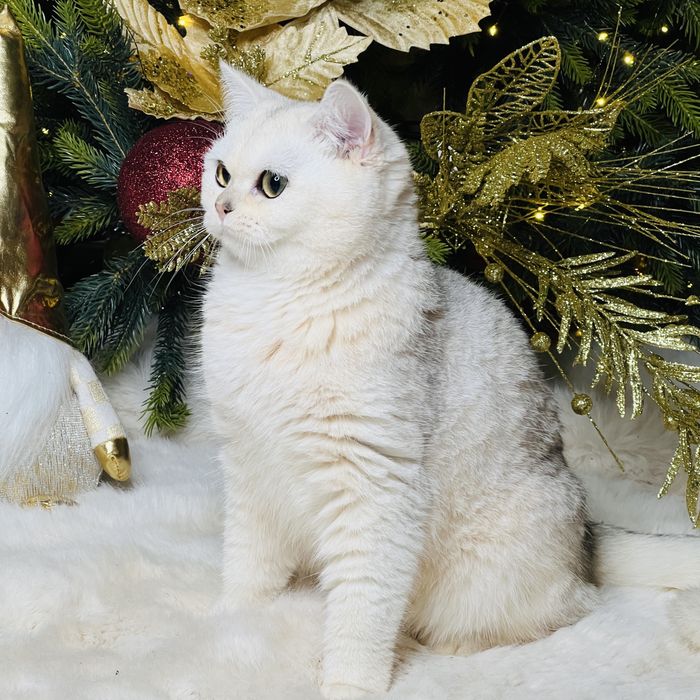 Серебристая шиншилла