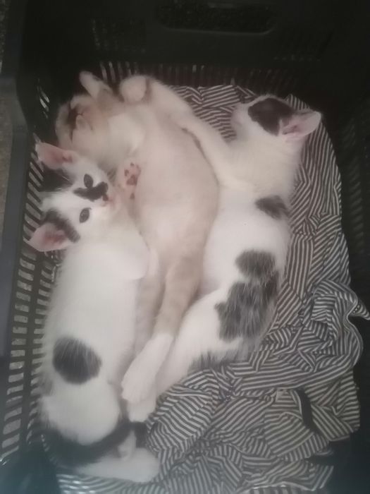 Donez pui de pisică