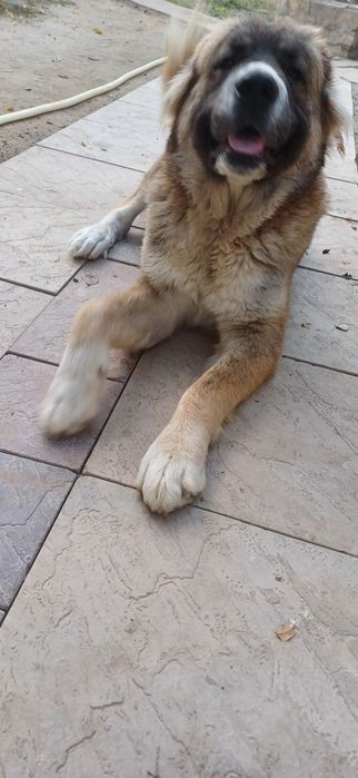 Отдам в хорошие и добрые руки Кавказская овчарка