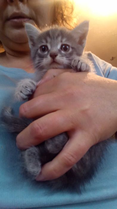 отдам котят , приучены к горшку