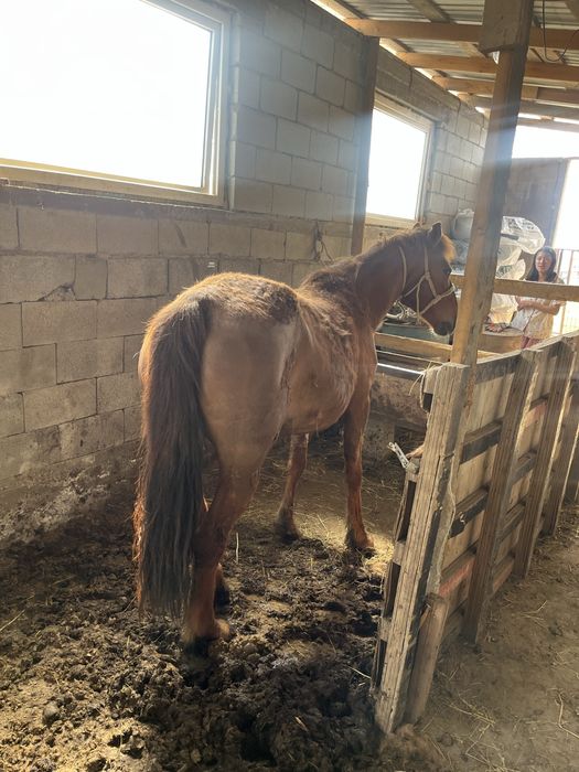 Бие сатылады 7 жасар