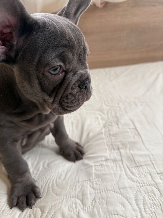 Френски булдог Blu tan