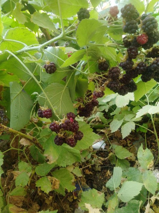 Продается малина из своего участка