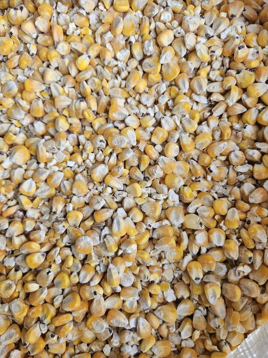 кукуруза кормовая