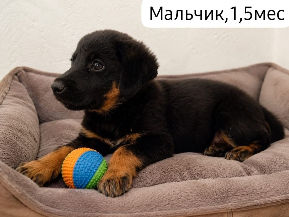 Щенки , бесплатно