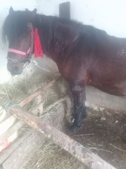 Vind armăsar inhamat