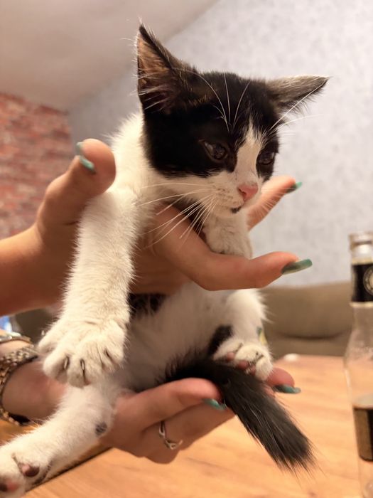 Отдам котика бесплатно мальчик