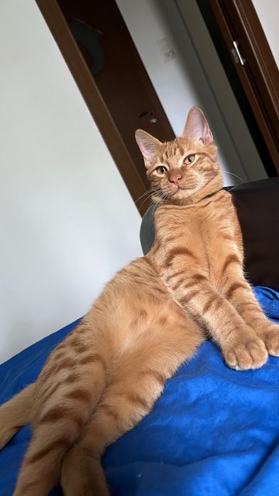 Pisic pentru adoptie Craiova