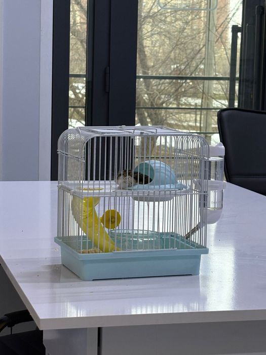 Продается Хомяк с клеткой