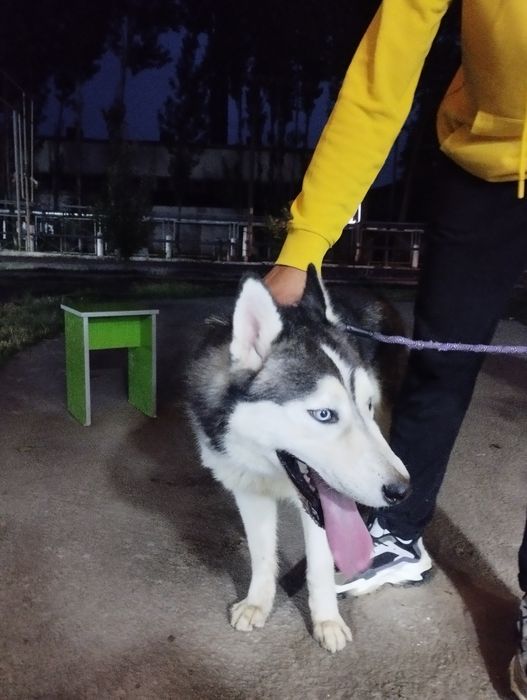 Сибирский хаски „ВЯЗКА"