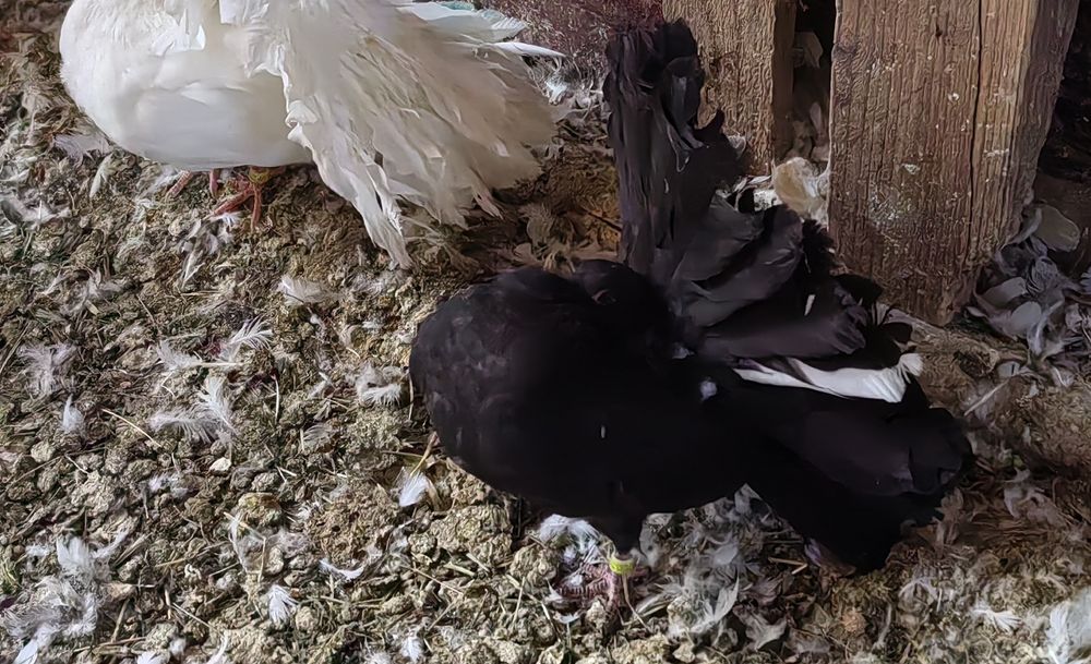 Porumbei rotati votati pave