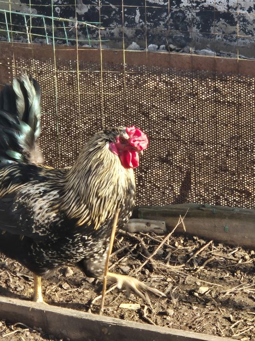 Петух молодой 6 мес