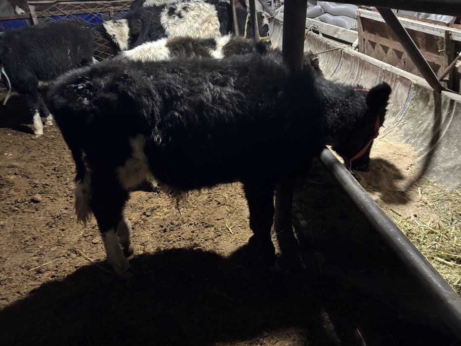 Еркек баспактар 7