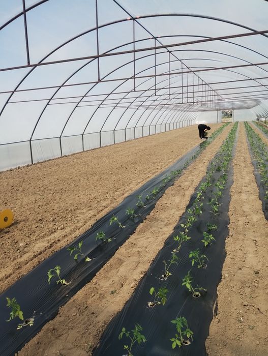 Solarii import Ungaria ieftine profesionale