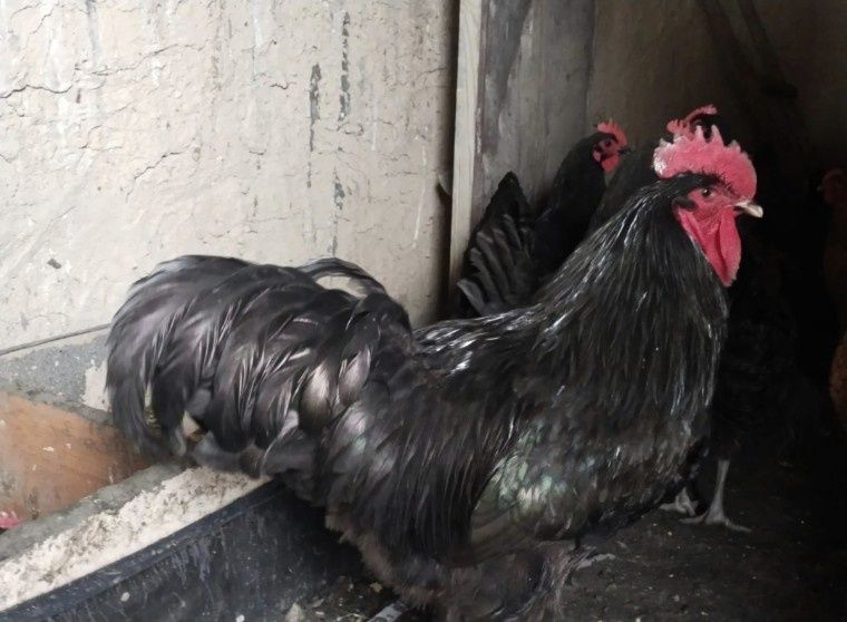 Продам кур джерсийский гигант