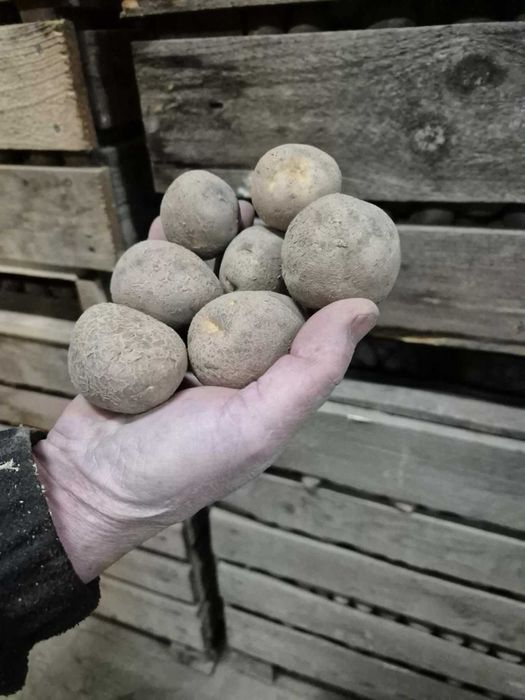 Cartofi consum si samanta