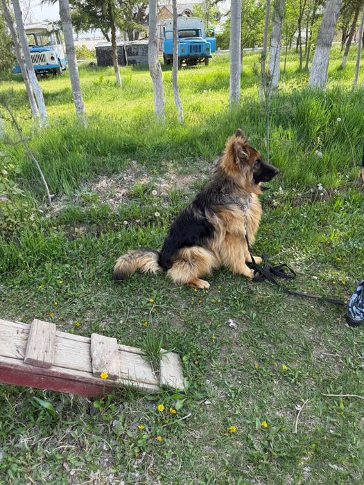 Немецкая овчарка чистокровный с паспорнот