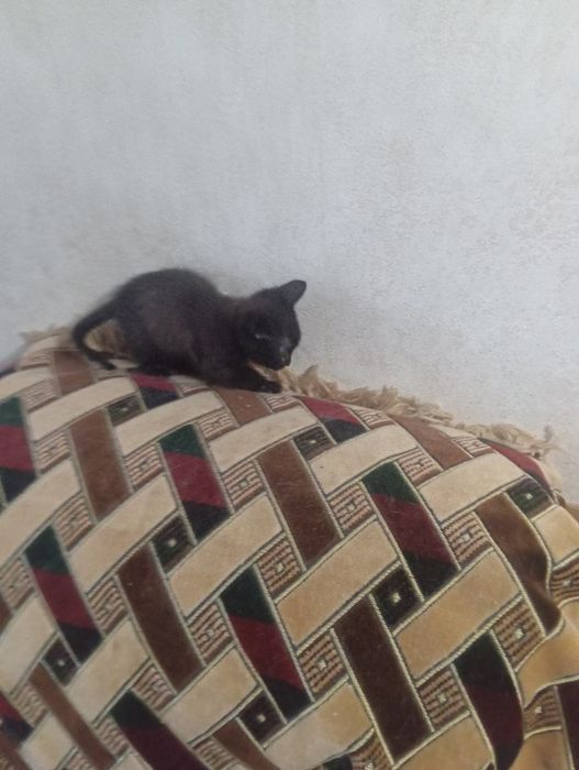 Котёночек в добрые руки.