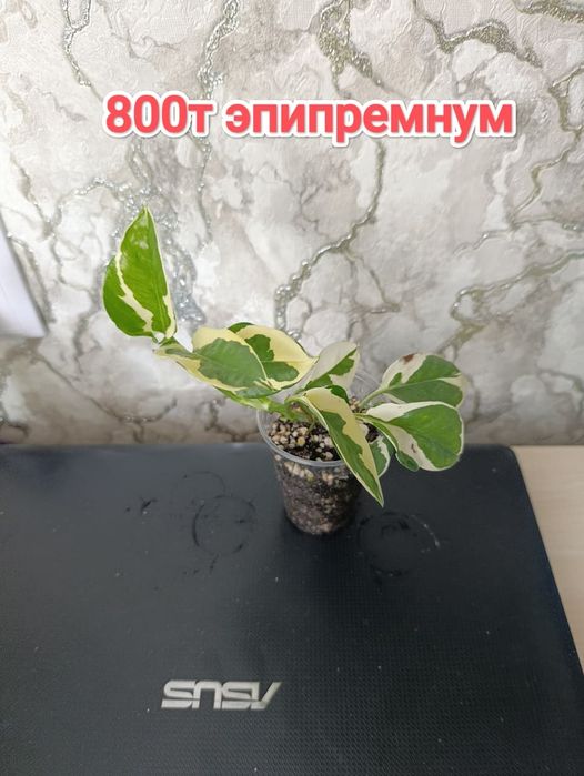 Эпипремнумы.  кжби
