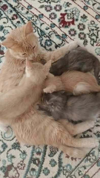 котята даром в добрые руки