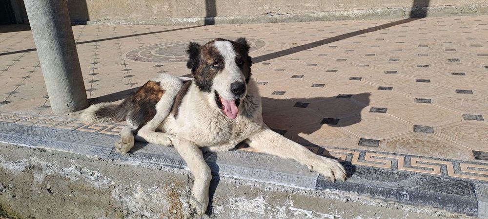 Alabay 1.5 oylik bollari sotilada rasmdagi otasi tel raqam: