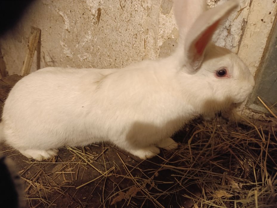 Белый  великан самец