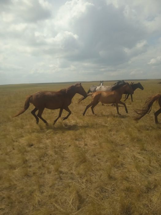 Продам кобилу 5 лет яловая