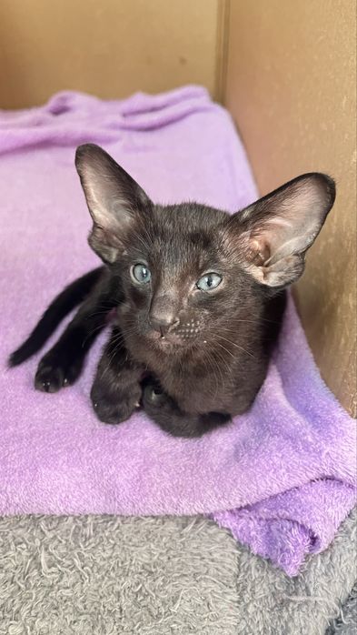 Ориентальные котята