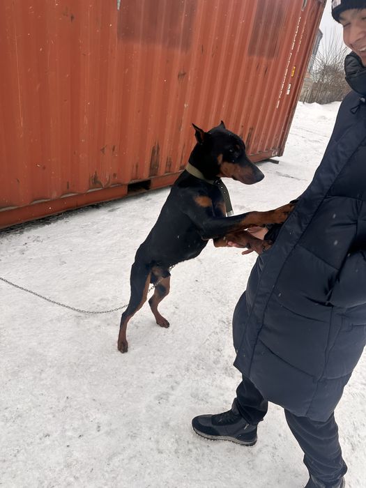 Продам добермана