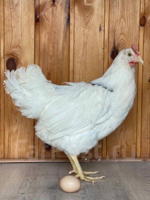 Куры несушки королл ник