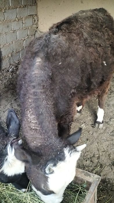 Gunojinlar sotiladi 1 yawar