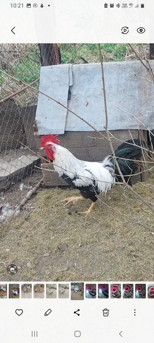 Vind ouă găini italiană de incubat