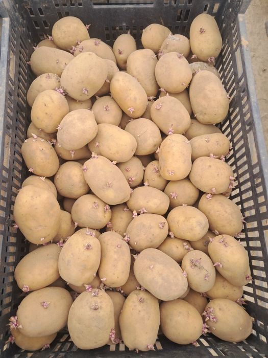 Cartofi de sămânță