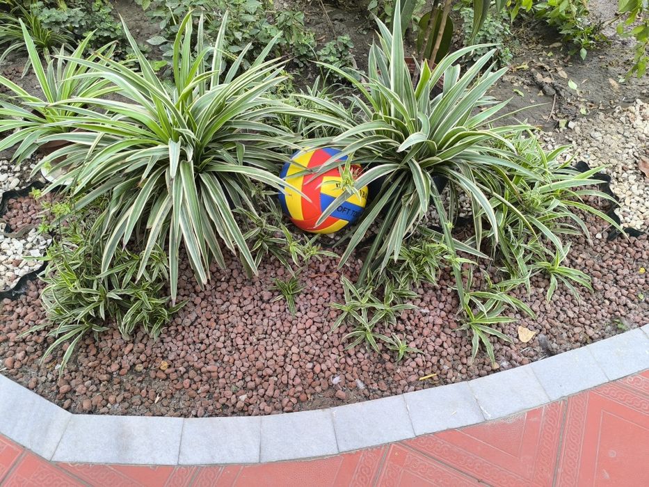 Xlorofitum gullari sotiladi atigi 30ming somdan.