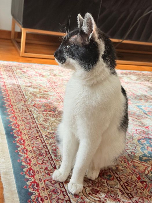 Donez pisica mascul 7-8 luni Bucuresti, Ilfov sau Constanta